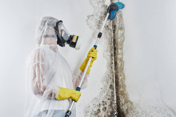 Best Black Mold Removal  in Hlcrest, IL
