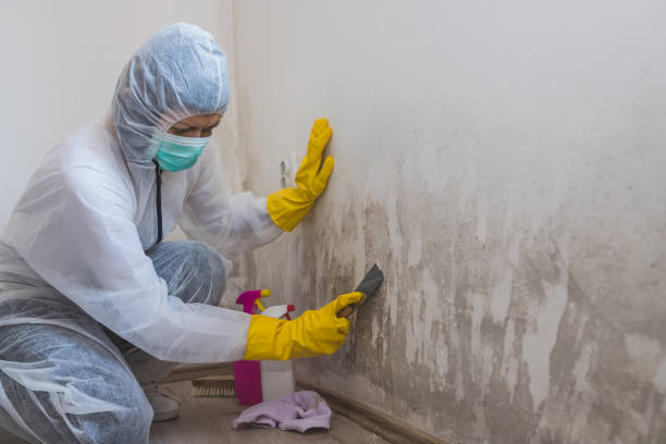 Mold Removal and Inspection in Hillcrest, IL
