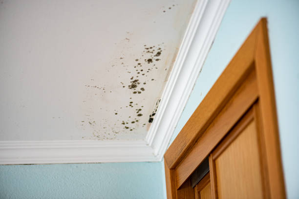 Best Local Mold Removal Service  in Hlcrest, IL