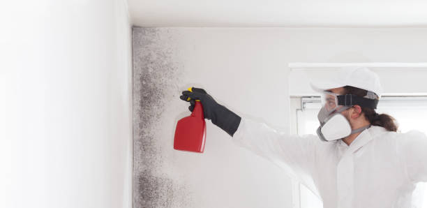Best Crawl Space Mold Removal  in Hlcrest, IL