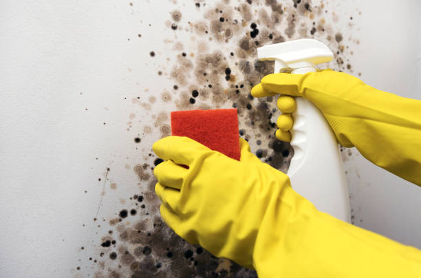 Best Crawl Space Mold Removal  in Hlcrest, IL