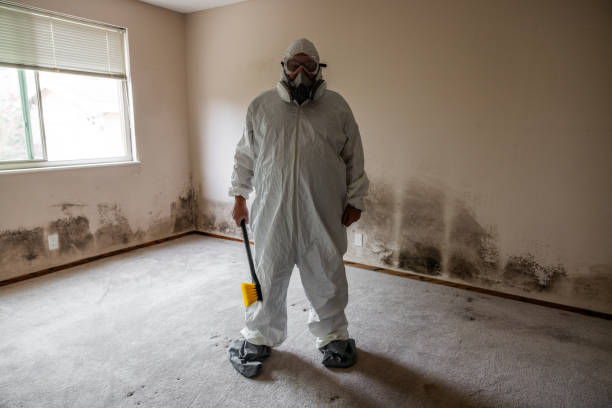 Best Mold Removal and Inspection  in Hlcrest, IL
