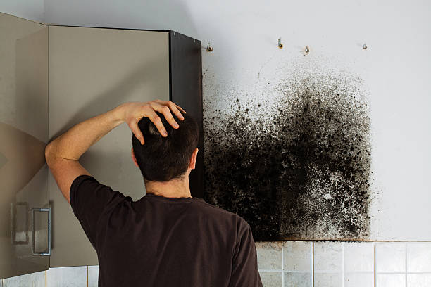 Crawl Space Mold Removal in Hillcrest, IL