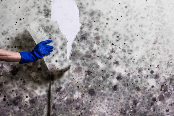 Best Office Mold Removal Services  in Hlcrest, IL
