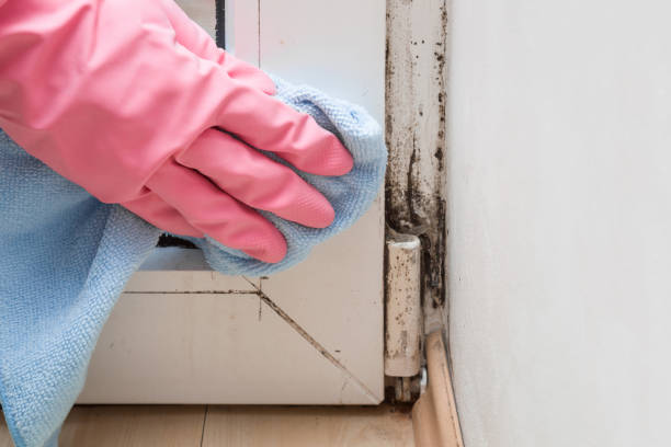 Best Commercial Mold Removal  in Hlcrest, IL